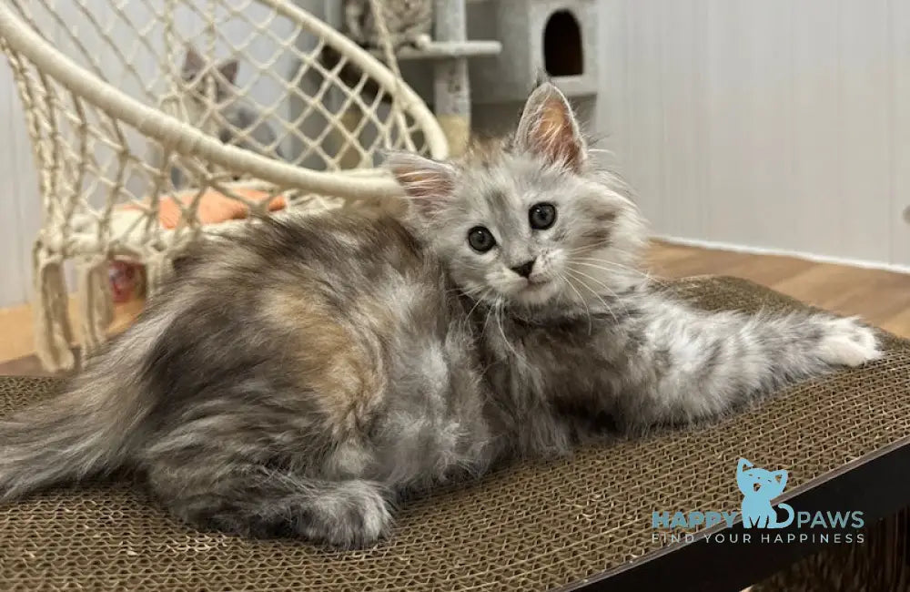 Flora Maine Coon female black tortie silver spotted tabby live animals