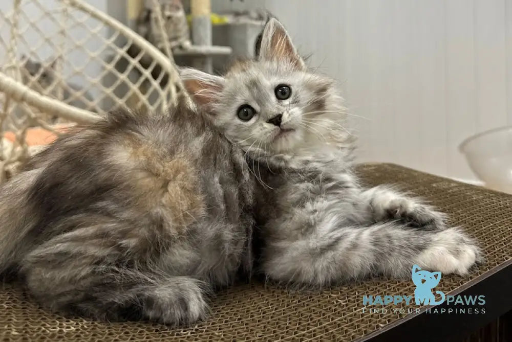 Flora Maine Coon female black tortie silver spotted tabby live animals