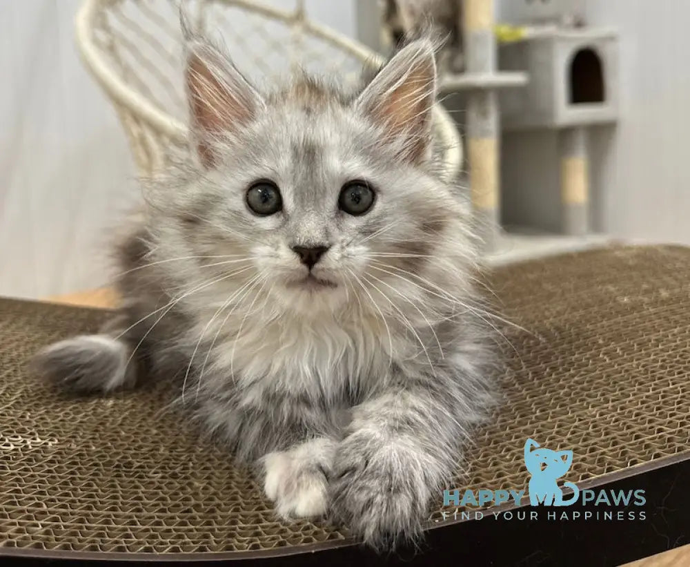 Flora Maine Coon female black tortie silver spotted tabby live animals