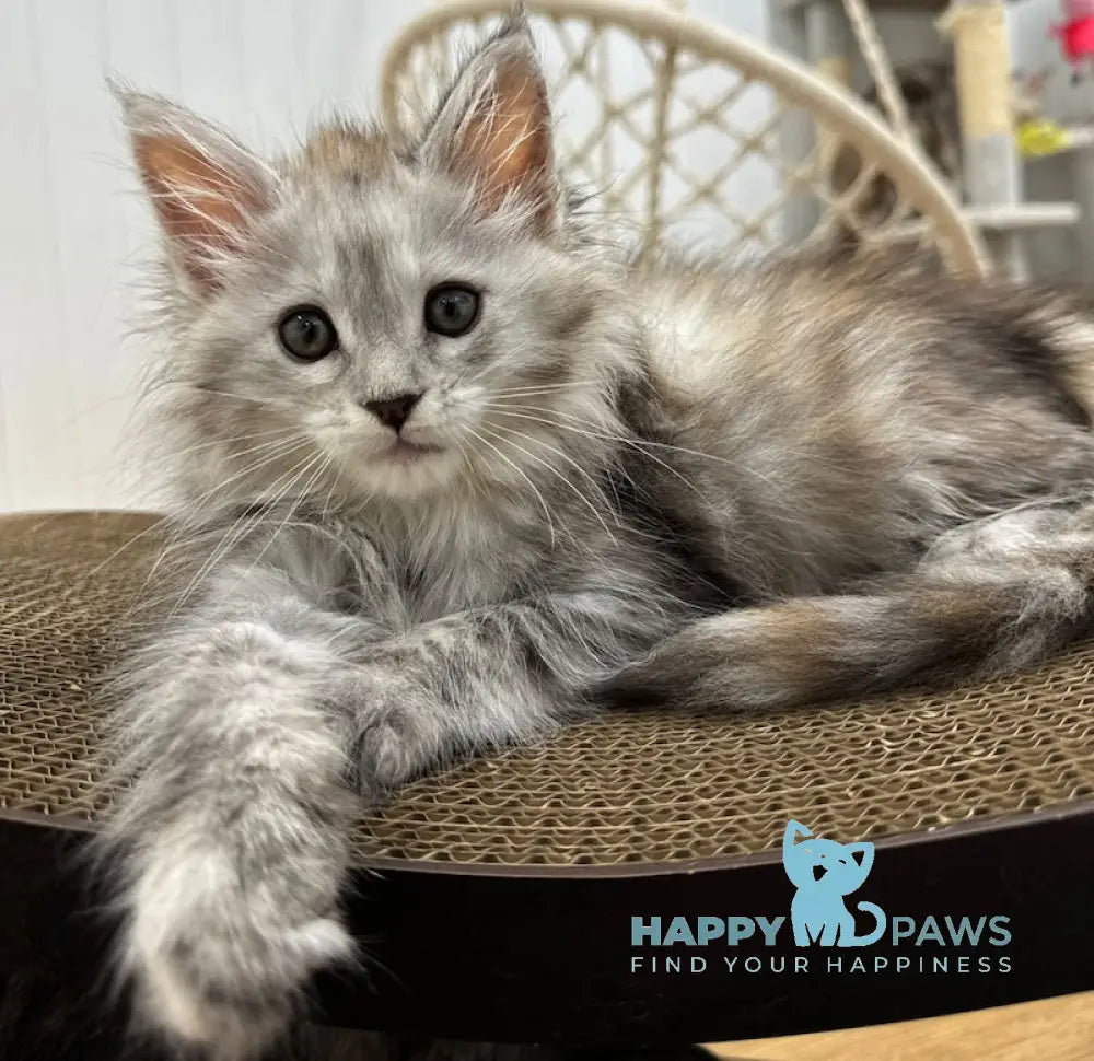 Flora Maine Coon female black tortie silver spotted tabby live animals