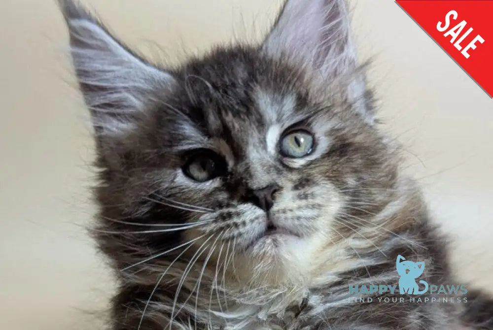 Flora Maine Coon female black tortie silver ticked tabby live animals