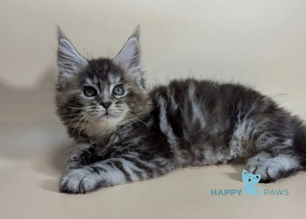 Flora Maine Coon female black tortie silver ticked tabby live animals