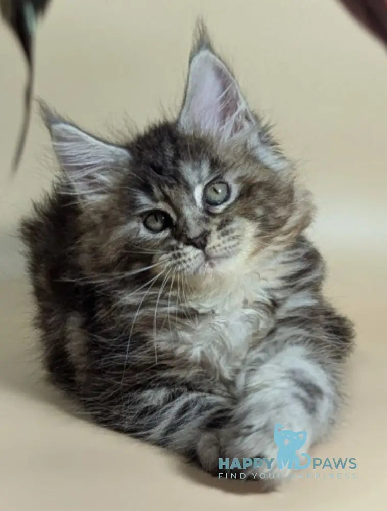 Flora Maine Coon female black tortie silver ticked tabby live animals