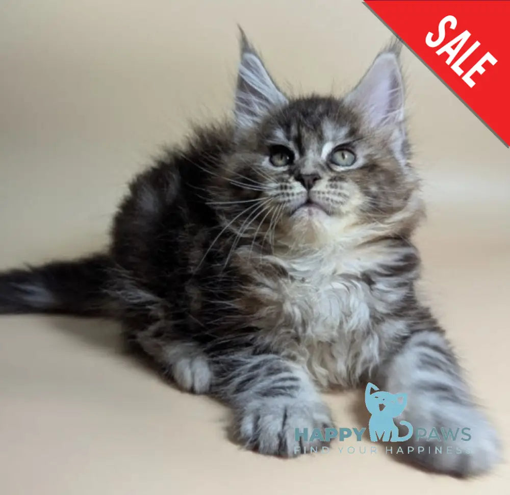 Flora Maine Coon female black tortie silver ticked tabby live animals