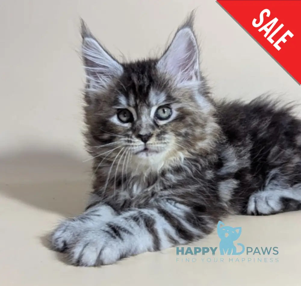 Flora Maine Coon female black tortie silver ticked tabby live animals
