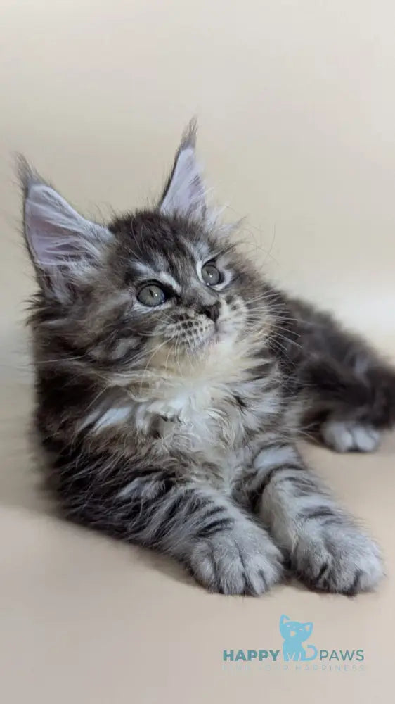 Flora Maine Coon female black tortie silver ticked tabby live animals