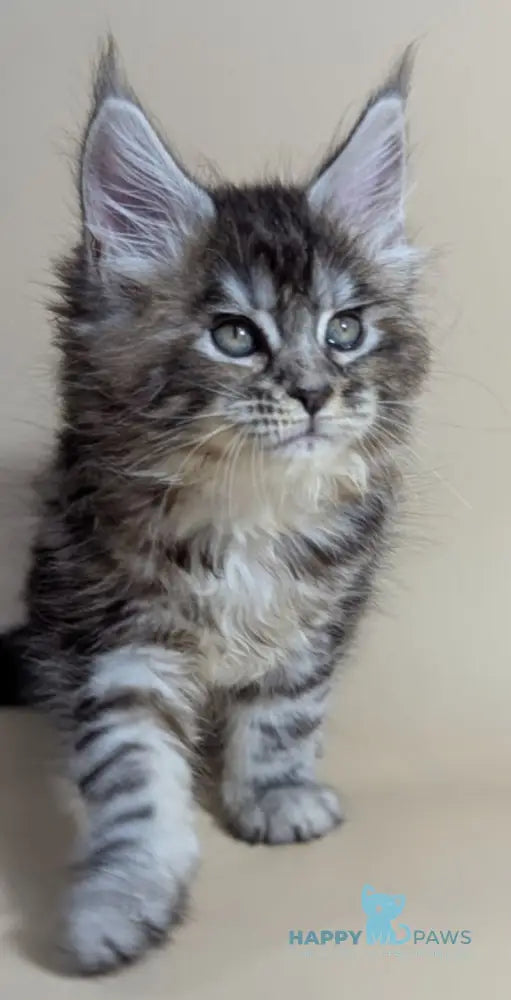 Flora Maine Coon female black tortie silver ticked tabby live animals