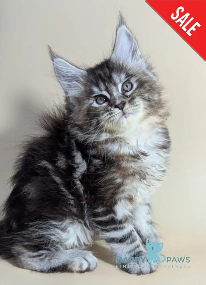 Flora Maine Coon female black tortie silver ticked tabby live animals
