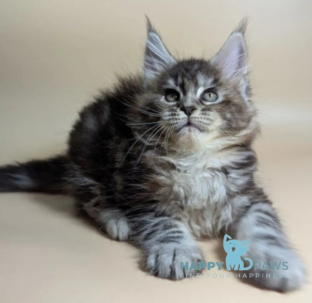 Flora Maine Coon female black tortie silver ticked tabby live animals
