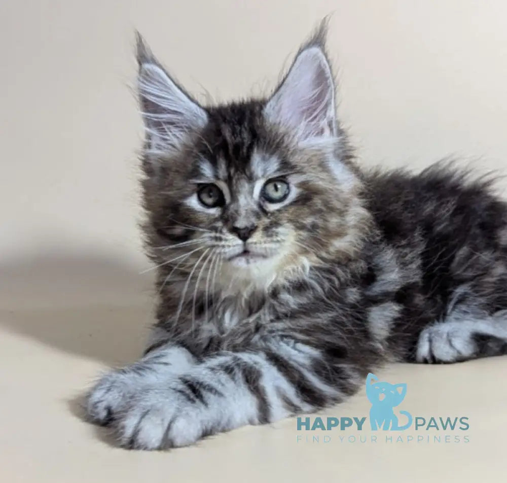 Flora Maine Coon female black tortie silver ticked tabby live animals