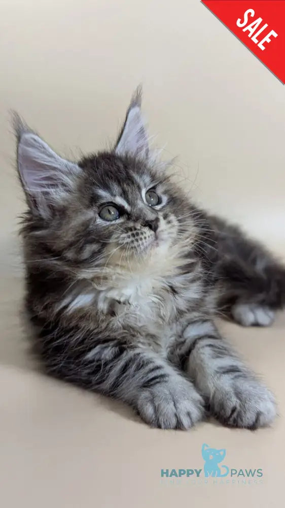 Flora Maine Coon female black tortie silver ticked tabby live animals