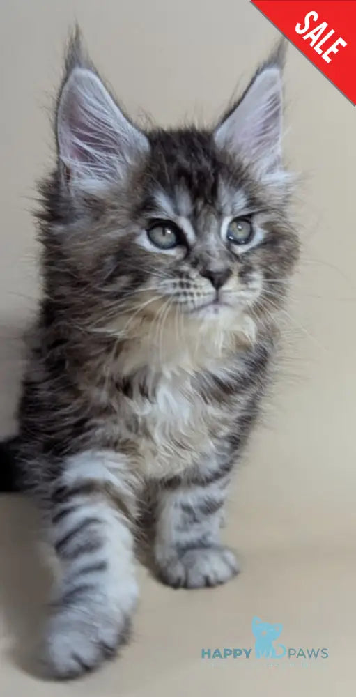 Flora Maine Coon female black tortie silver ticked tabby live animals
