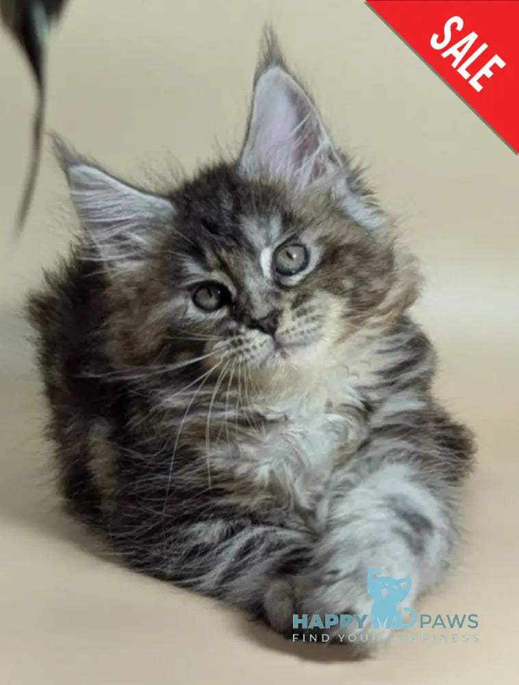 Flora Maine Coon female black tortie silver ticked tabby live animals