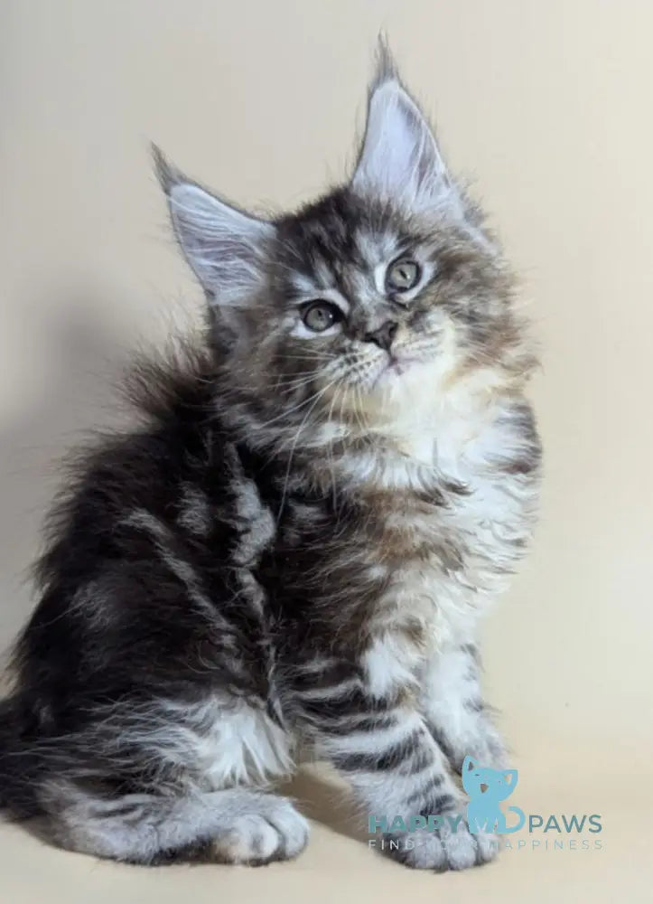 Flora Maine Coon female black tortie silver ticked tabby live animals
