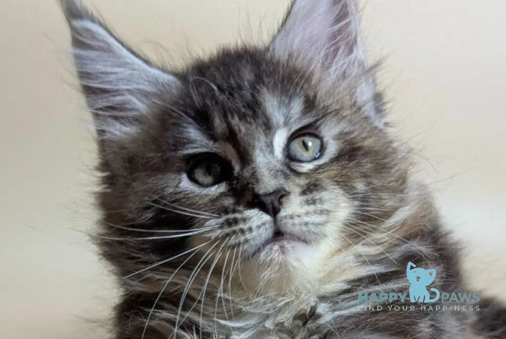 Flora Maine Coon female black tortie silver ticked tabby live animals
