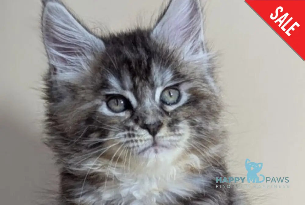 Flora Maine Coon female black tortie silver ticked tabby live animals
