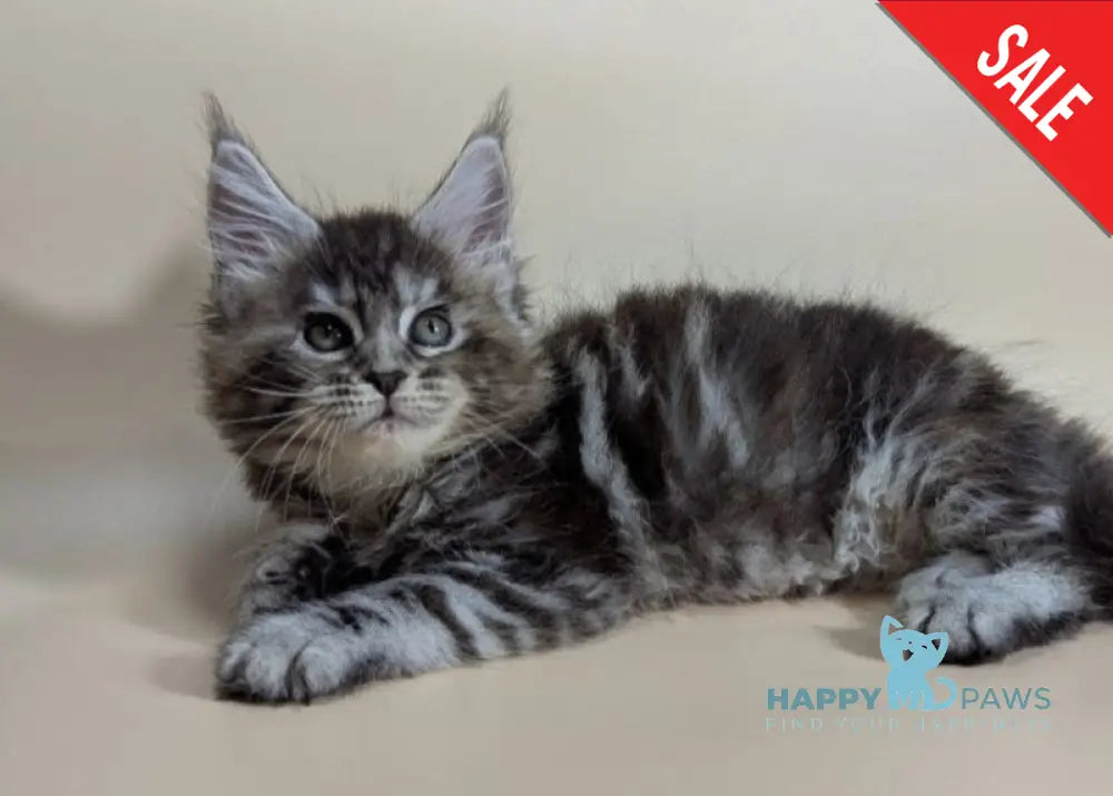 Flora Maine Coon female black tortie silver ticked tabby live animals