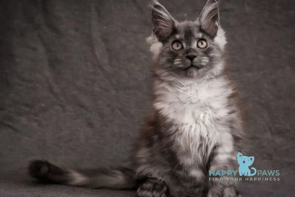 Flora Maine Coon polydactyl female black smoke live animals