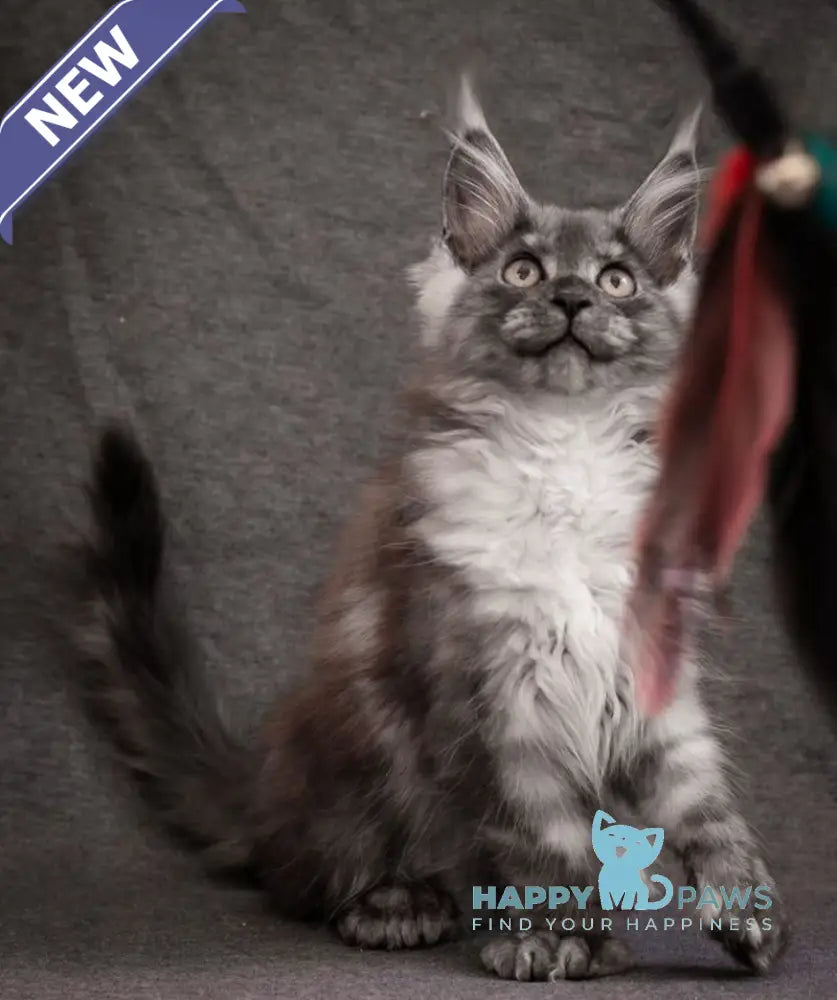 Flora Maine Coon polydactyl female black smoke live animals