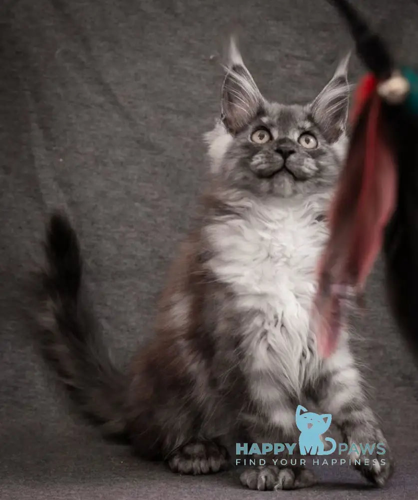 Flora Maine Coon polydactyl female black smoke live animals