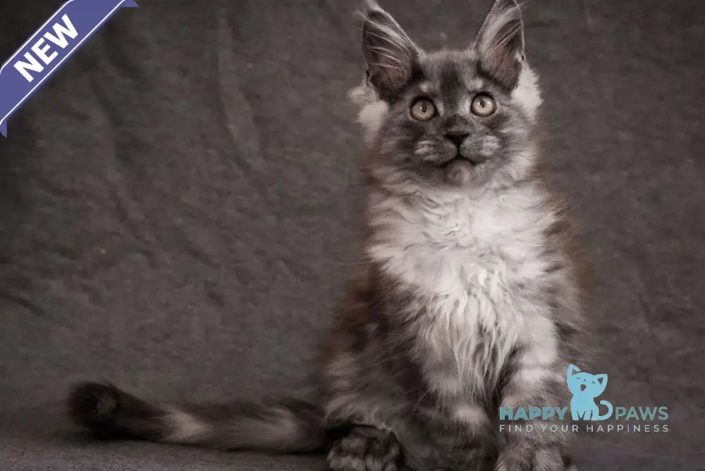 Flora Maine Coon polydactyl female black smoke live animals