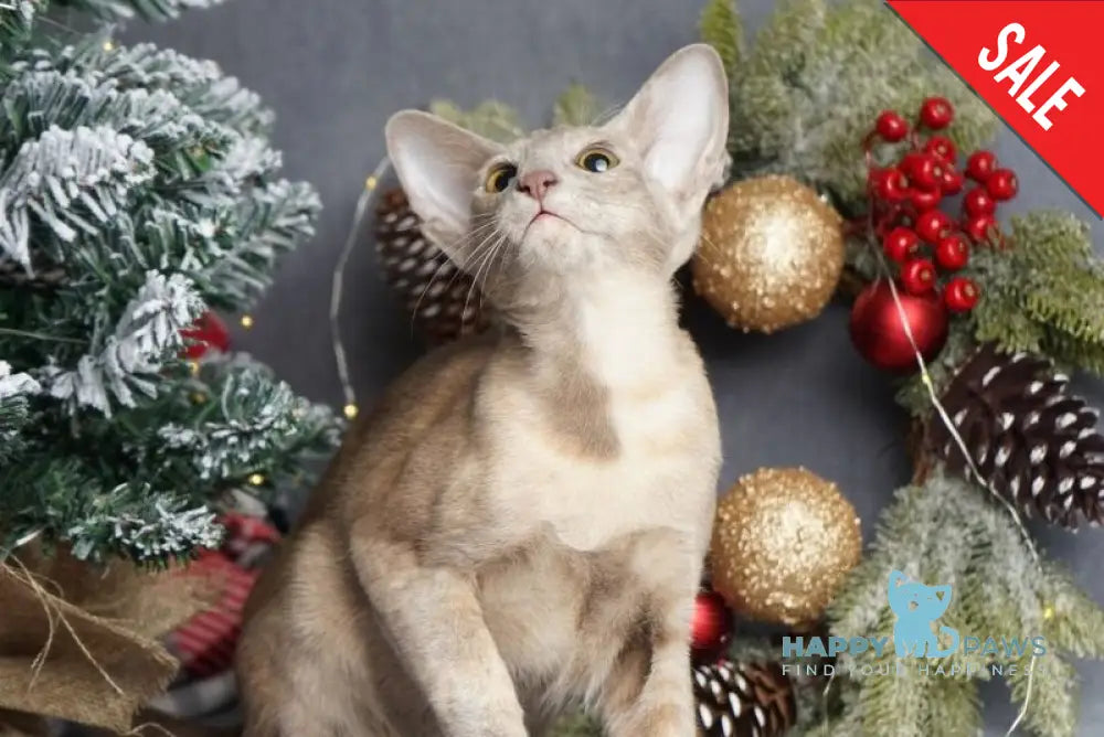 Flora Oriental Shorthair female cinnamon tortie live animals