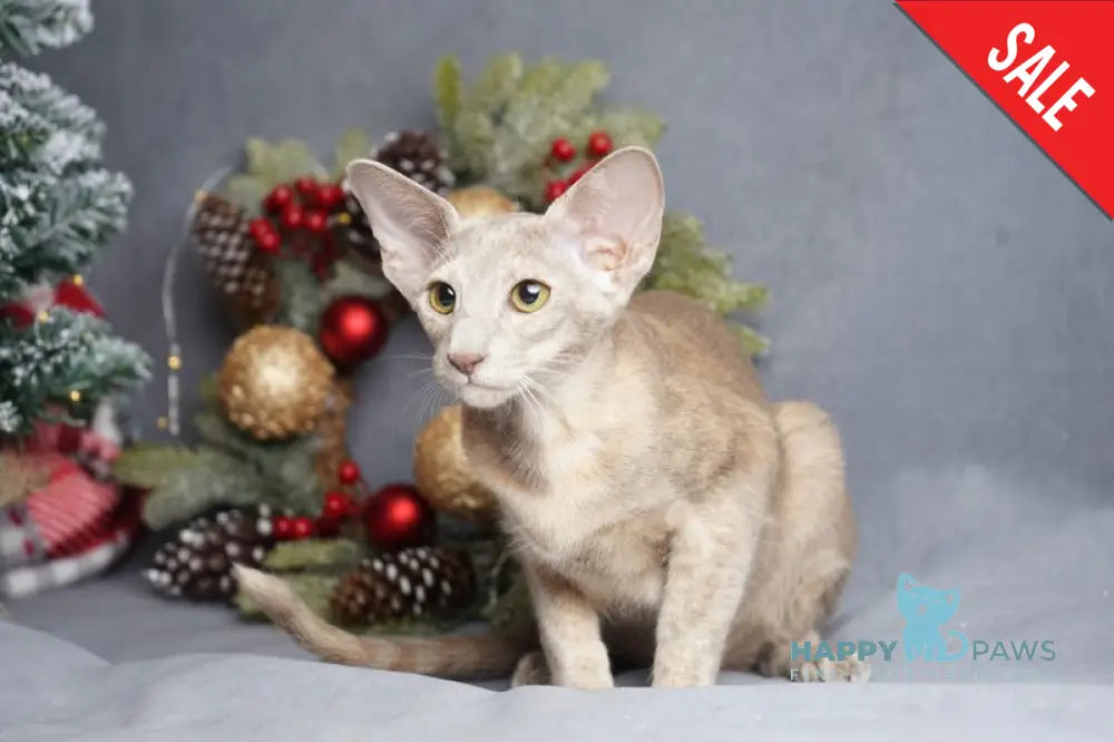 Flora Oriental Shorthair female cinnamon tortie live animals