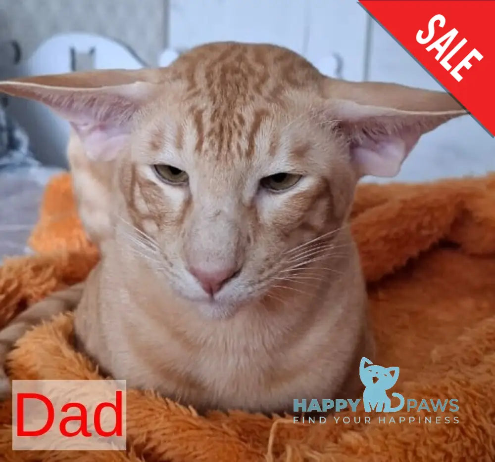 Flora Oriental Shorthair female cinnamon tortie live animals