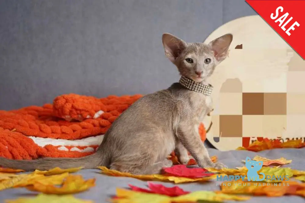 Flora Oriental Shorthair female cinnamon tortie live animals