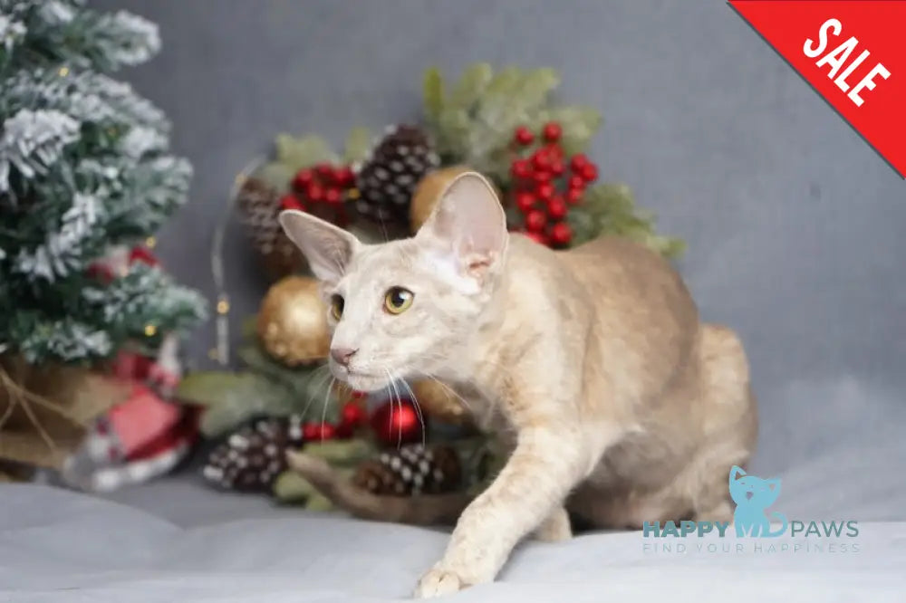 Flora Oriental Shorthair female cinnamon tortie live animals