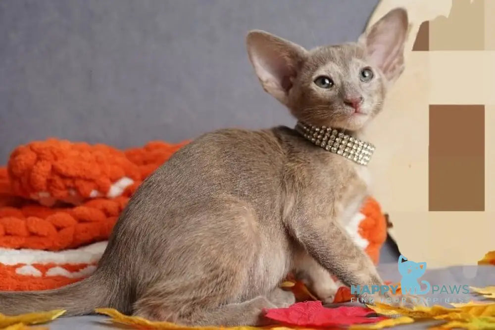 Flora Oriental Shorthair female cinnamon tortie live animals