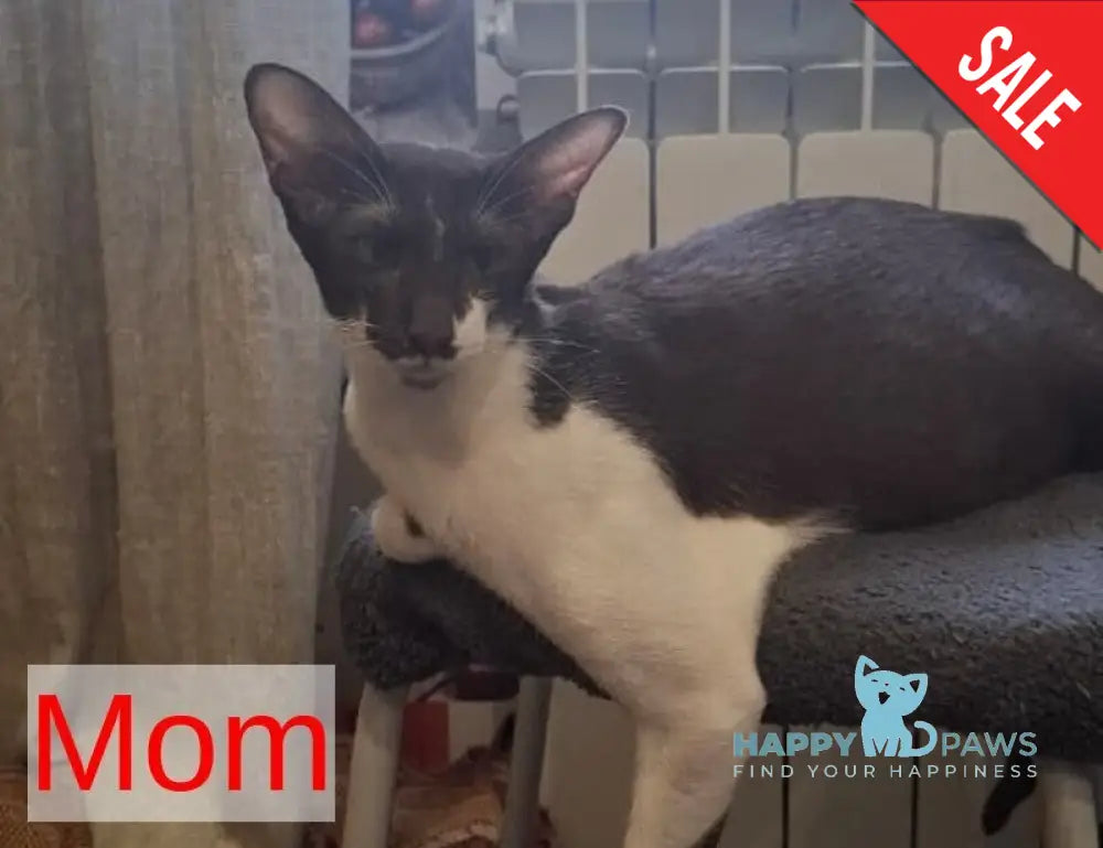 Flora Oriental Shorthair female cinnamon tortie live animals