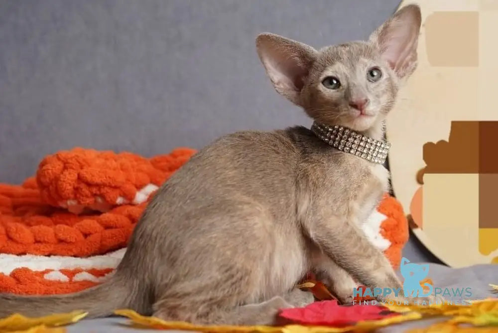 Flora Oriental Shorthair female cinnamon tortie live animals