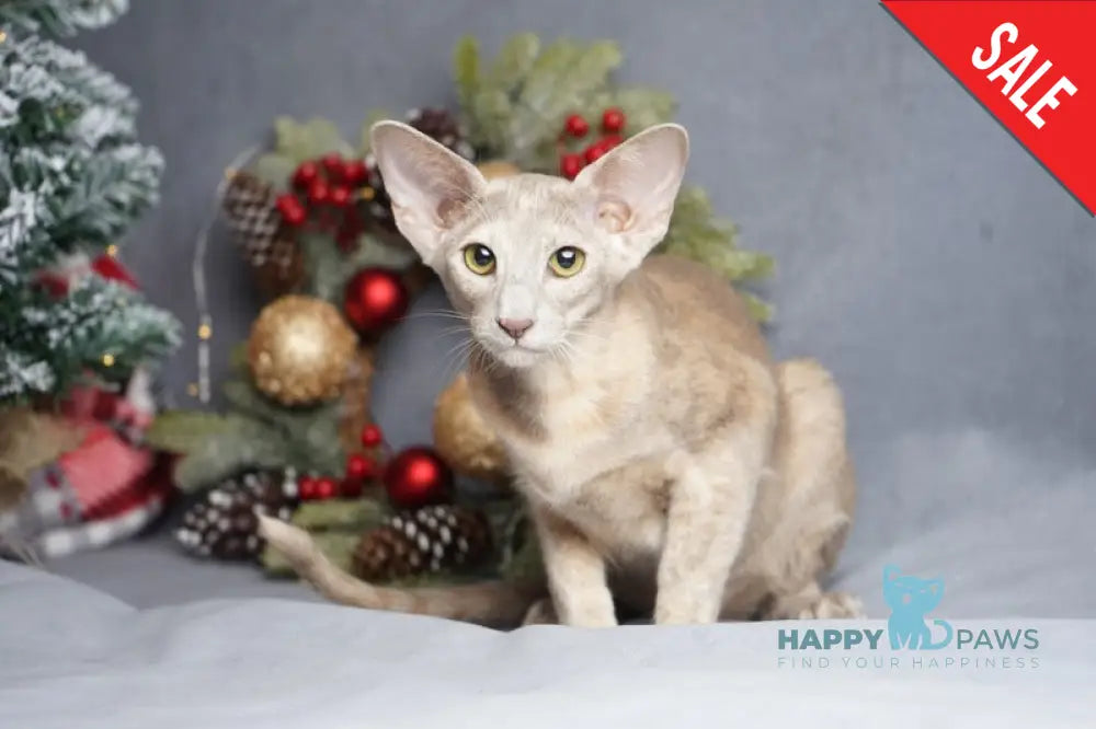 Flora Oriental Shorthair female cinnamon tortie live animals