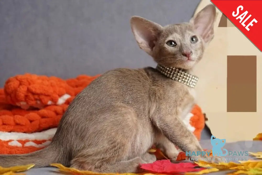 Flora Oriental Shorthair female cinnamon tortie live animals