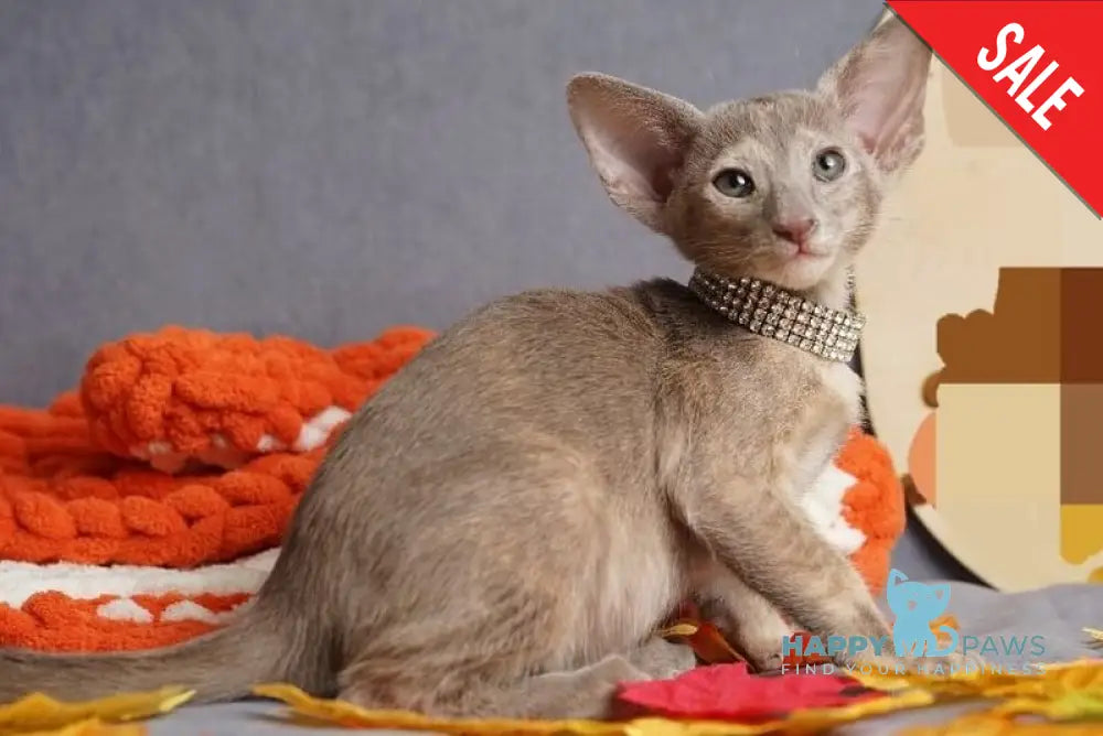 Flora Oriental Shorthair female cinnamon tortie live animals