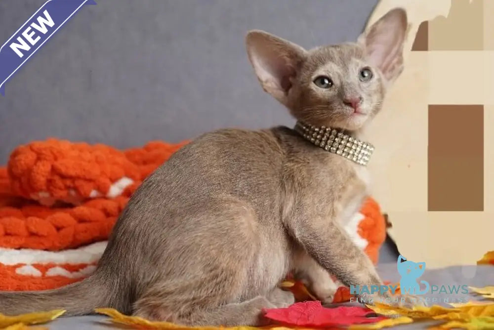 Flora Oriental Shorthair female cinnamon tortie live animals