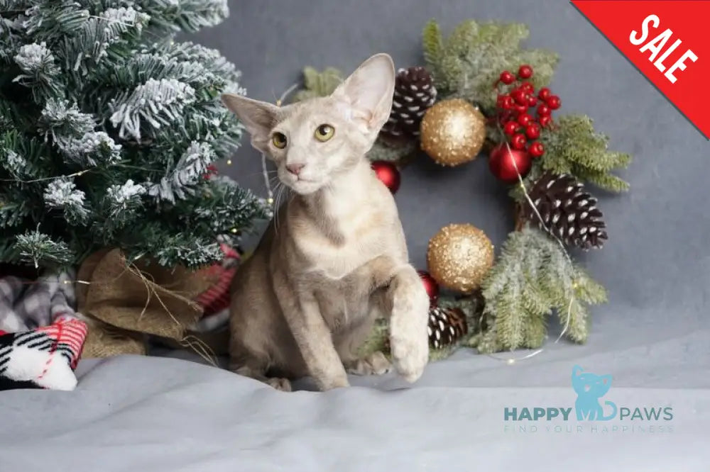 Flora Oriental Shorthair female cinnamon tortie live animals