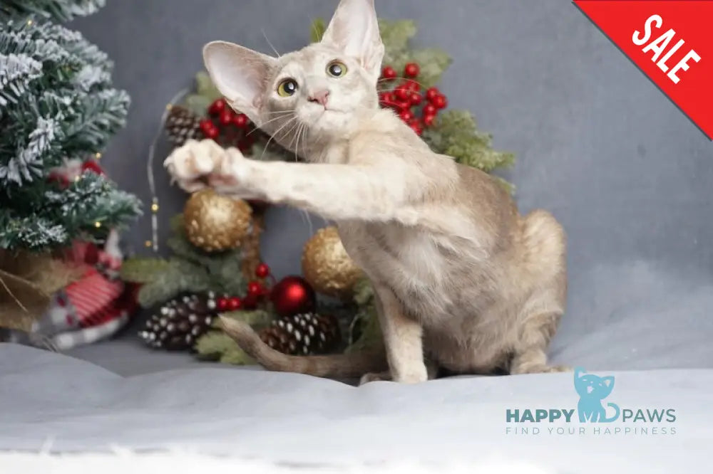 Flora Oriental Shorthair female cinnamon tortie live animals