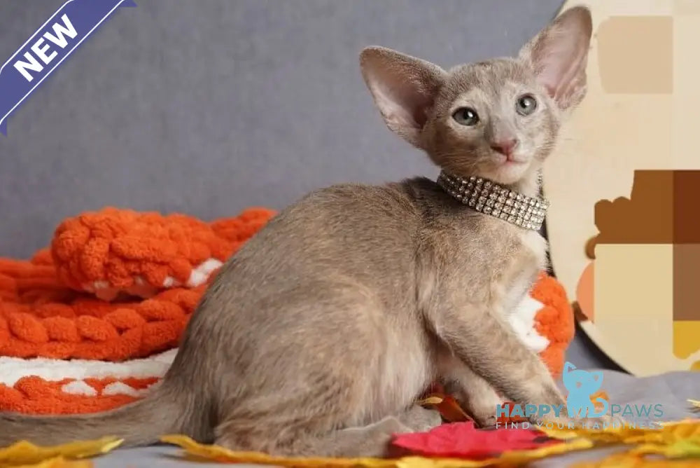 Flora Oriental Shorthair female cinnamon tortie live animals