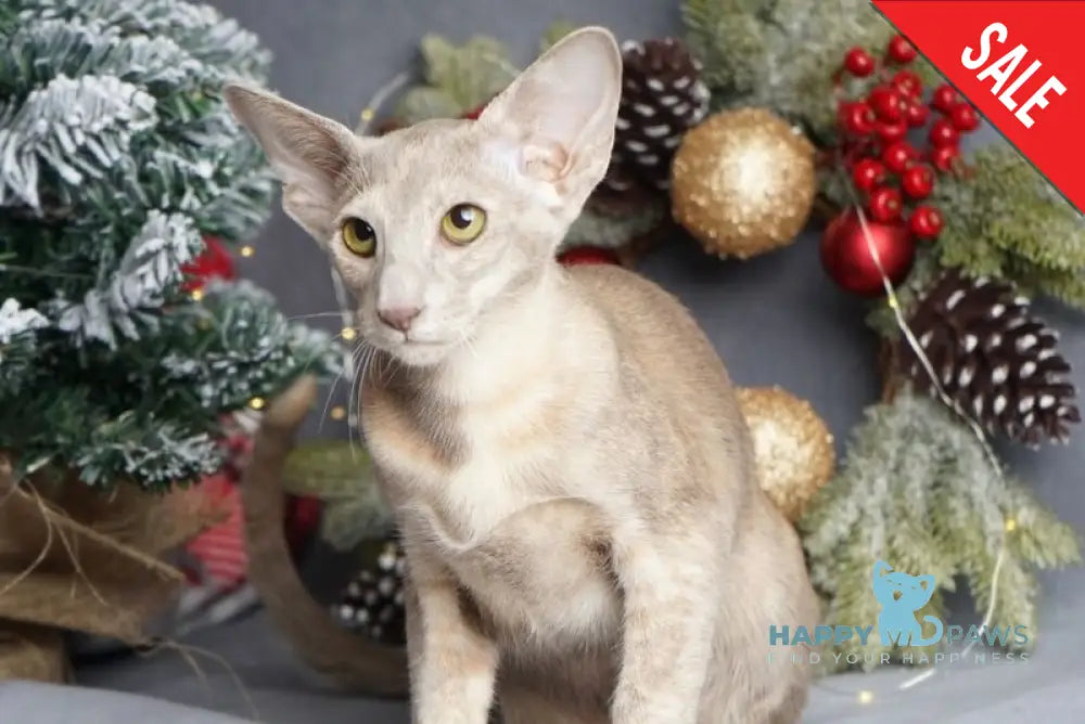 Flora Oriental Shorthair female cinnamon tortie live animals