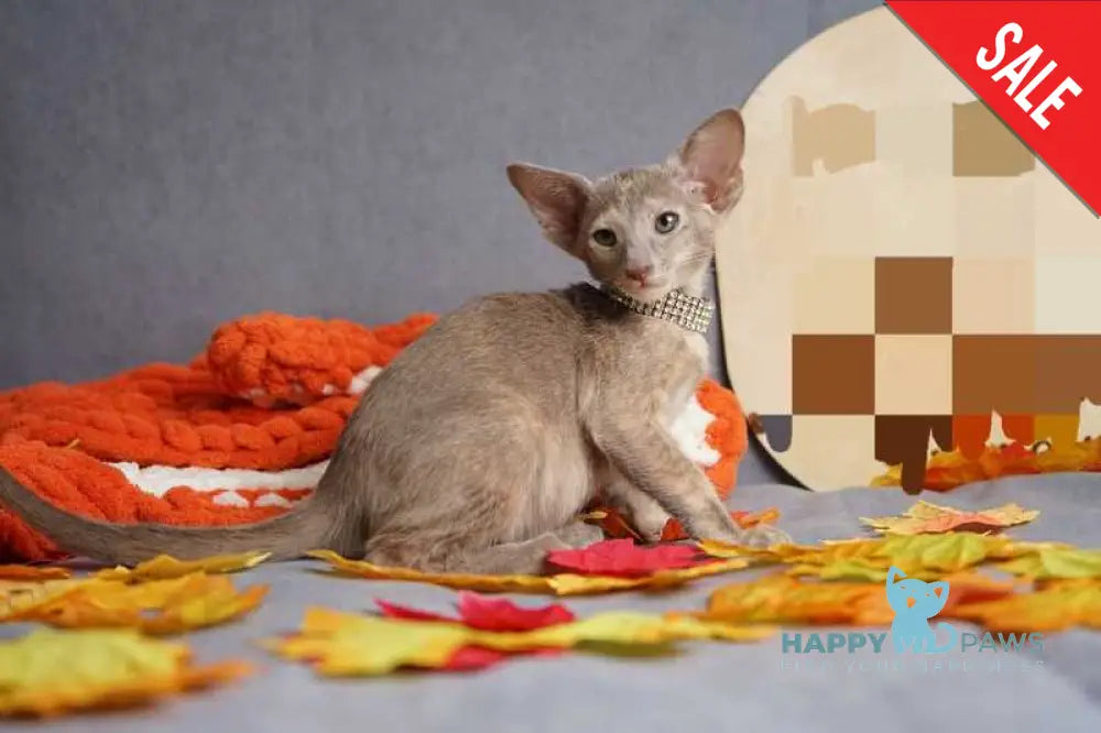 Flora Oriental Shorthair female cinnamon tortie live animals