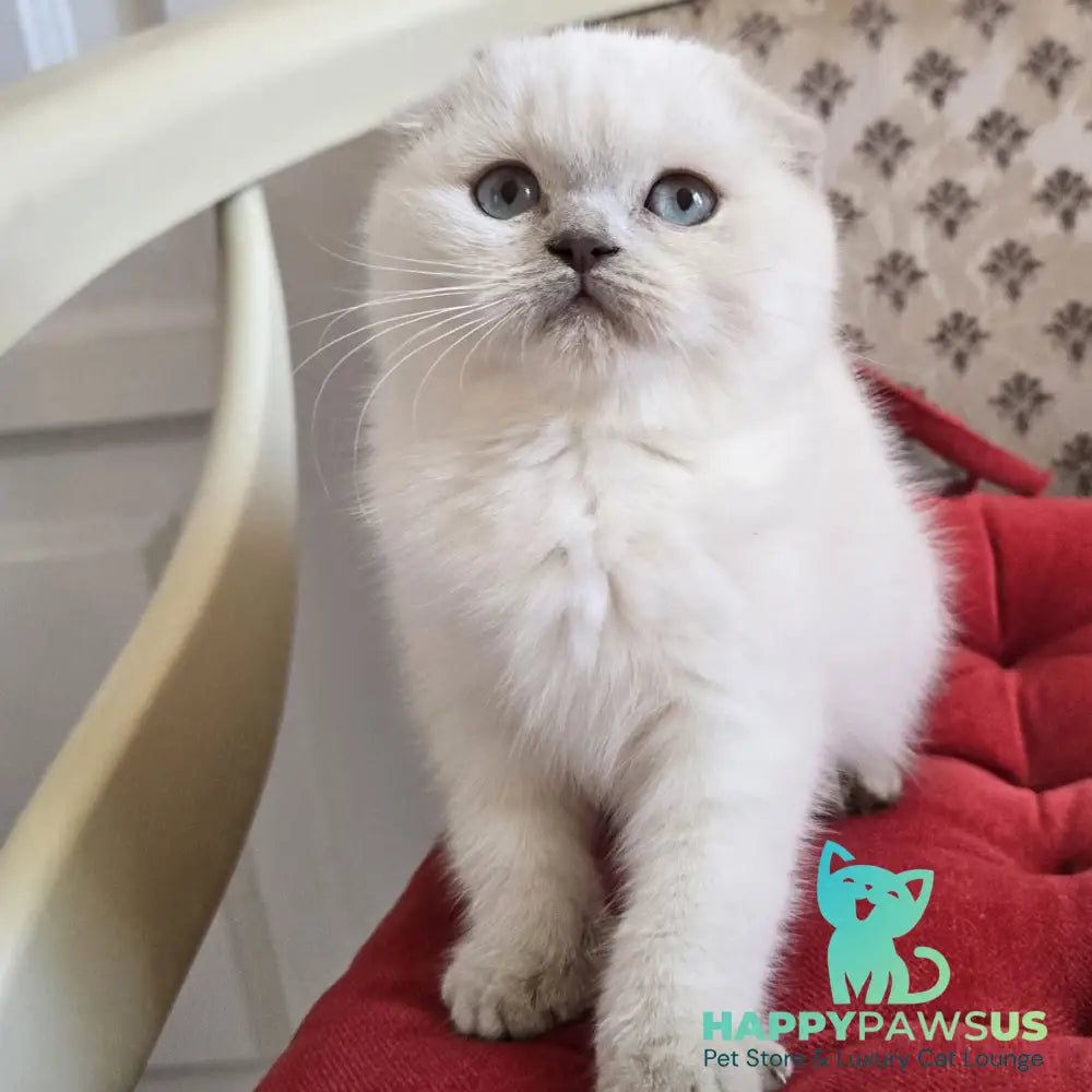 Flora Scottish Fold female blue pointed - live animals