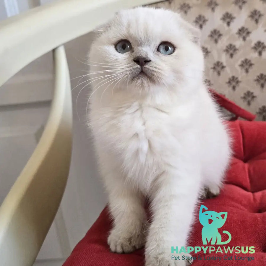 Flora Scottish Fold female blue pointed - live animals