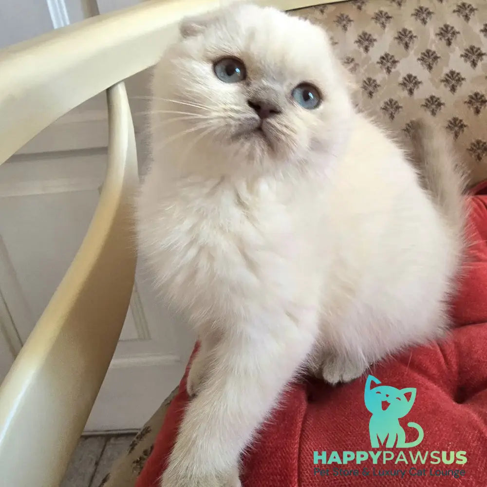 Flora Scottish Fold female blue pointed - live animals