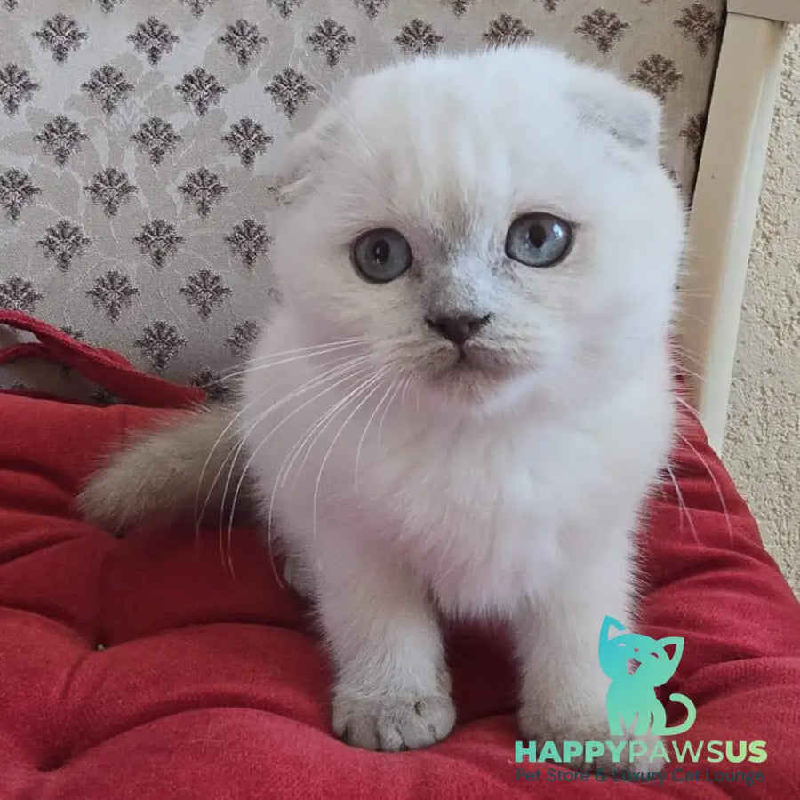 Flora Scottish Fold female blue pointed - live animals