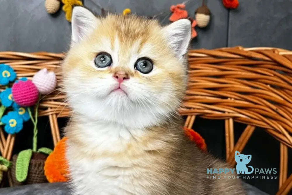 Flora Scottish Straight female black golden shaded live animals