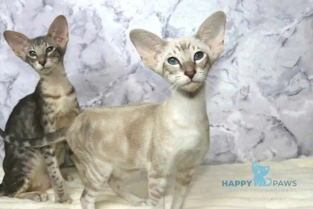 Flora Siamese female blue live animals