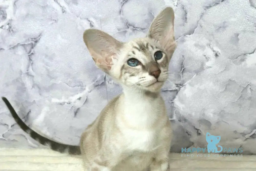 Flora Siamese female blue live animals