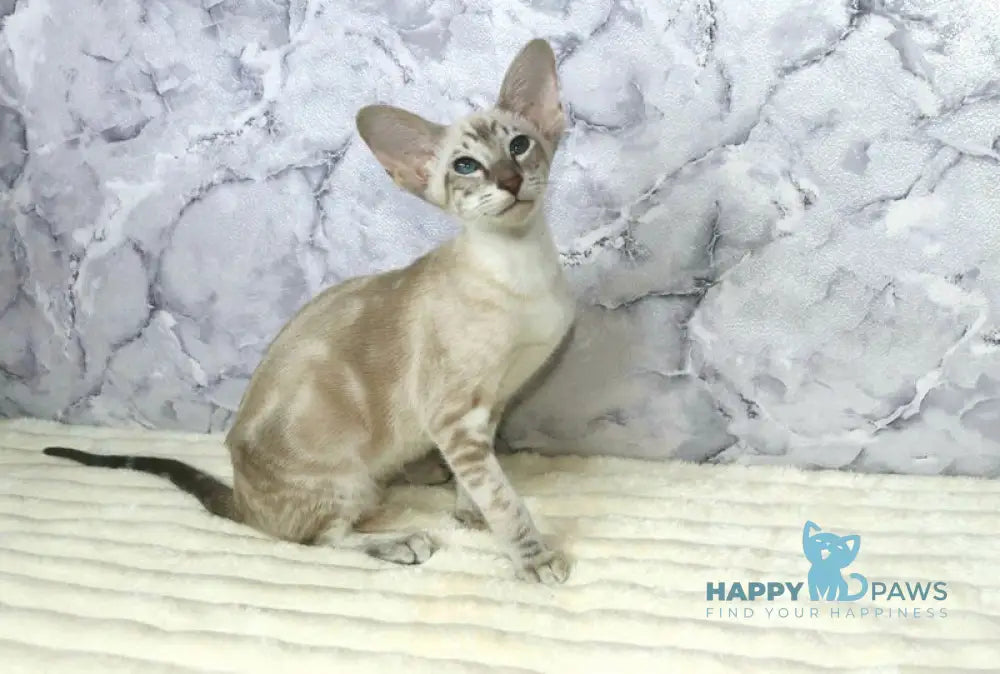 Flora Siamese female blue live animals